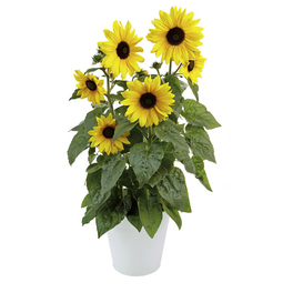 Sonnenblume, Helianthus annuus »Sunfinity«, Blüte: gelb, großblütig