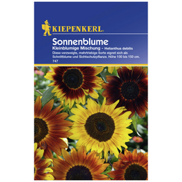 Sonnenblume, Helianthus debilis, Samen, Blüte: mehrfarbig