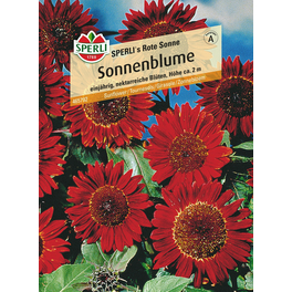 Sonnenblumen »SPERLI's Rote Sonne«, einjährig, nektarreiche, elegante Blüten, Höhe ca. 200 cm