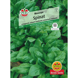 Spinat »Monnopa«, schnellwachsende Sorte, besonders winterhart