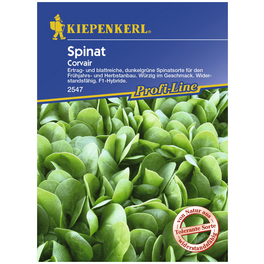Spinat oleracea Spinacia »Corvair« Spinat oleracea Spinacia »Corvair«
