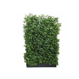 HELIX PFLANZEN Efeu, Hedera helix Woerneri, dunkelgrn, winterhart -  hagebau.de