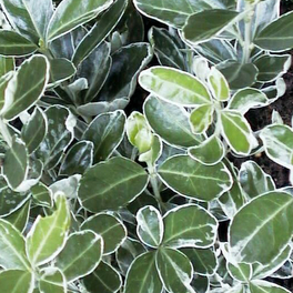 Spindelstrauch, Euonymus japonicus »Grey Beauty«, Blattfarbe: zweifarbig, Blüte: grün