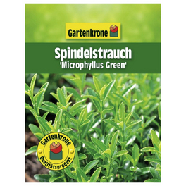 Spindelstrauch, Euonymus japonicus »Microphyllus Green«, Blattfarbe: grün, Blüte: grün
