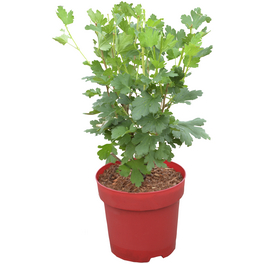 Stachelbeere, Ribes uva-crispa »Captivator«, Frucht: rot, insektenfreundlich
