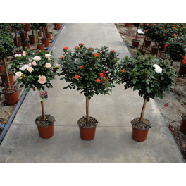 Stammrose, Rosa hybriden, max. Wuchshöhe: 120 cm