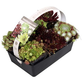 Staudengewächs »Sempervivum Mix«, winterhart