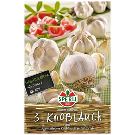 Steckzwiebel »Sperli Knoblauch Flavor« Steckzwiebel »Sperli Knoblauch Flavor«