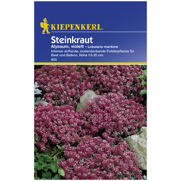 Steinkraut, Lobularia maritima, Samen, Blüte: lila