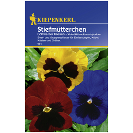 Stiefmütterchen, Viola-Wittrockiana-Hybriden , Samen, Blüte: mehrfarbig