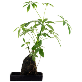 Strahlenalerie, Schefflera Strahlenalerie, Schefflera