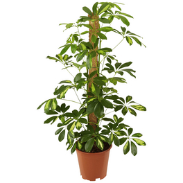 Strahlenaralie, Schefflera arboricola »in Sorten« Strahlenaralie, Schefflera arboricola »in Sorten«