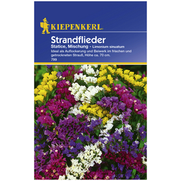 Strandflieder, Limonium sinuatum, Samen, Blüte: mehrfarbig