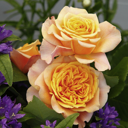 Strauchrose, C 5, Kordes, Märchenrose, gelb-orange