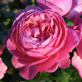 Strauchrose, Rosa »Flora Colonia/Kölner Flora®«, Blüte: rosa, gefüllt Strauchrose, Rosa »Flora Colonia/Kölner Flora®«, Blüte: rosa, gefüllt