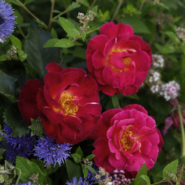 Strauchrose, Rosa »Ile de Fleurs«, Blüte: purpurlila, leicht gefüllt