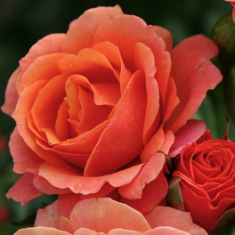 Strauchrose, Rosa »Lambada®«, Blüte: orange, gefüllt