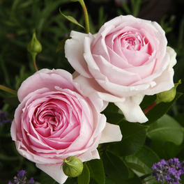Strauchrose, Rosa »Wellenspiel®«, Blüte: rosa, gefüllt