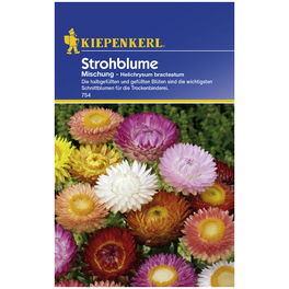 Strohblume, Helichrysum bracteatum, Samen, Blüte: mehrfarbig