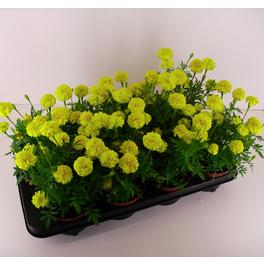 Studentenblume, Tagetes Patula-Hybriden , Blüte: gemischt, kleinblütig