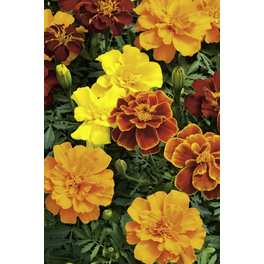 Studentenblume, Tagetes Patula-Hybriden, Blüte: gemischt, kleinblütig