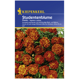 Studentenblume, Tagetes patula, Samen, Blüte: rot/orange