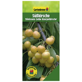 Süßkirsche, Prunus avium »Dönissens Gelbe«, Früchte: süß Süßkirsche, Prunus avium »Dönissens Gelbe«, Früchte: süß