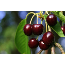 Süßkirsche, Prunus avium »Große Schwarze Knorpelkirsche«, Früchte: süß Süßkirsche, Prunus avium »Große Schwarze Knorpelkirsche«, Früchte: süß