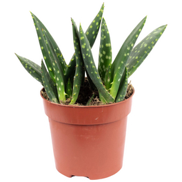 Sukkulente Aloe, Aloe Paradisicum, zweifarbig, Blüten: gelb