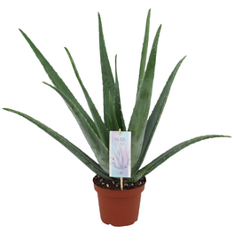 Sukkulente Aloe, Aloe vera, grün