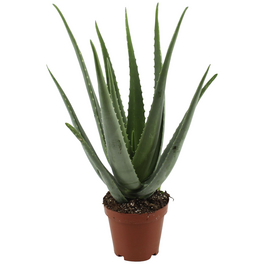 Sukkulente Aloe, Aloe vera, grün