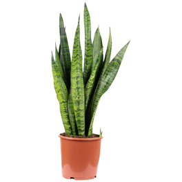 Sukkulente Bogenhanf, Sansevieria zeylanica, mehrfarbig, Blüten: weiß
