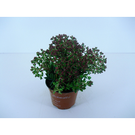 Sukkulente Dickblatt, Crassula schmidtii, grün