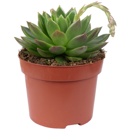 Sukkulente Echeverie, Echeverie agavoides »purple«, lila