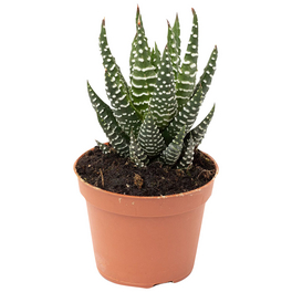 Sukkulente Hawothia Kaktus, Haworthia Fasciata, mehrfarbig, Blüten: mehrfarbig