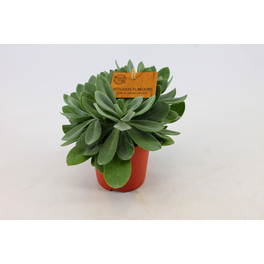 Sukkulente Kreuzkraut, Senecio Cephalaphorus, grün