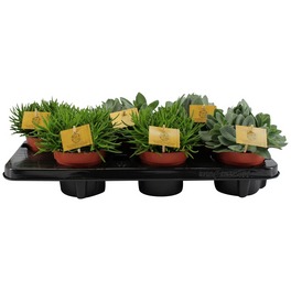 Sukkulente Kreuzkraut, Senecio , grün