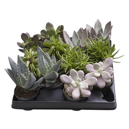 Sukkulente Sukkulenten in Geschenkbox, Mix In Sorten,
