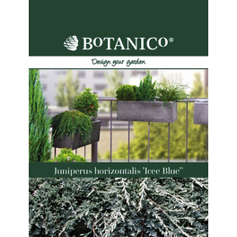 Teppichwacholder, Juniperus horizontalis »Icee Blue«, immergrün