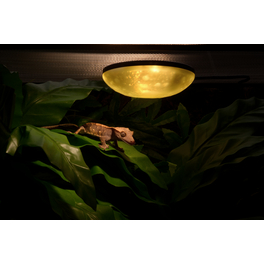 Terrarienbeleuchtung