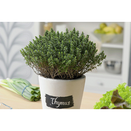 Thymian, Thymus vulgaris, aktuelle Pflanzenhöhe ca.: 20 cm, im Topf