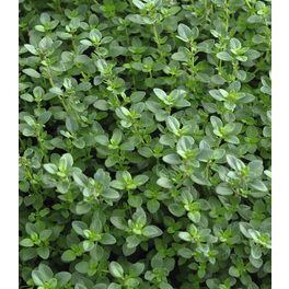 Thymian Zitronen, Thymus vulgaris »Limone«, aktuelle Pflanzenhöhe ca.: 15 cm, im Topf Thymian Zitronen, Thymus vulgaris »Limone«, aktuelle Pflanzenhöhe ca.: 15 cm, im Topf