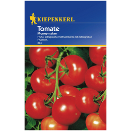 Tomate, (Salat) Solanum lycopersicum »Moneymaker«