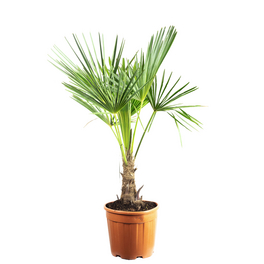 Topfpflanze, Chinesische Hanfpalme - Trachycarpus fortunei - Höhe 135 cm, Topf-Ø 35 cm