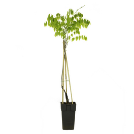 Topfpflanze, Chinesischer Blauregen weiß - Höhe ca. 50 cm, Topf-Ø 14 cm - Wisteria sinensis 'Alba'