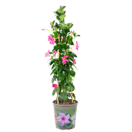 Topfpflanze, Dipladenia - Mandevilla Sundaville 'Cream Pink' - Höhe ca. 75 cm, Topf-Ø 19 cm Topfpflanze, Dipladenia - Mandevilla Sundaville 'Cream Pink' - Höhe ca. 75 cm, Topf-Ø 19 cm