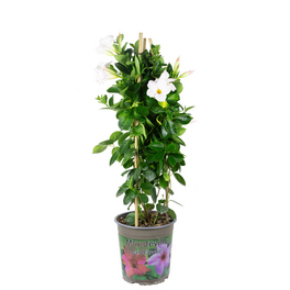 Topfpflanze, Dipladenia - Mandevilla Sundaville 'Diamantina Jade White' - Höhe ca. 75 cm