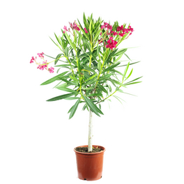 Topfpflanze, Oleander Stamm Mix - Nerium Orleander - Höhe 100 cm, Topf-Ø 21 cm