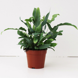 Tüpfelfarn, Phlebodium aureum »Blue Star«, Topf ⌀: 14 cm