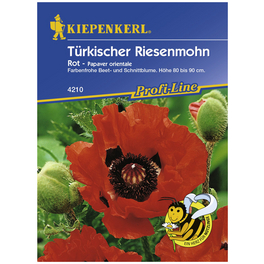 Türkischer Riesemohn, Papaver orientale, Samen, Blüte: rot